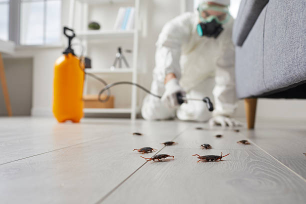 Post-Treatment Bed Bug Interceptor Monitoring in Hasbrouck Heights